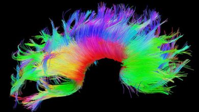 می‌توانند با ساختار مغزی هر فرد به هویتش پی ببرند 390x220 - دانشمندان می‌توانند با ساختار مغزی هر فرد به هویتش پی ببرند